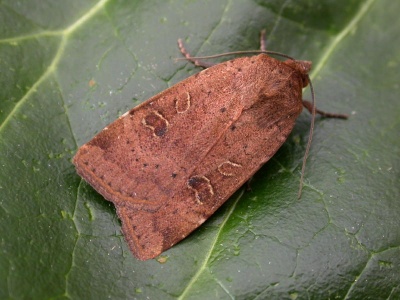 lesser yellow underwing (Noctua comes) Kenneth Noble